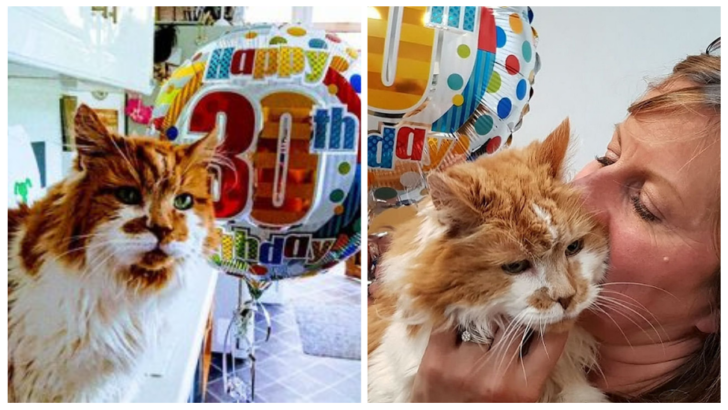 Beklentilerin Ötesinde: Bir Kadın Kedi Dostu İçin 30. Yaş Günü Partisi Düzenliyor
