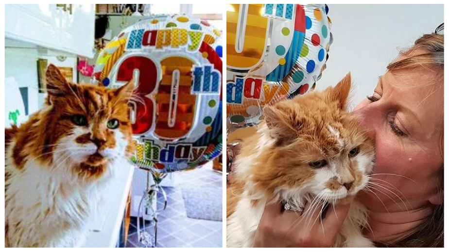 Beyond Expectations: A Woman Throws A 30th Birthday Party For His Cat-Buddy