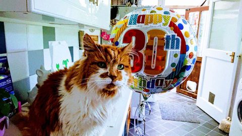 Beyond Expectations: A Woman Throws A 30th Birthday Party For His Cat-Buddy