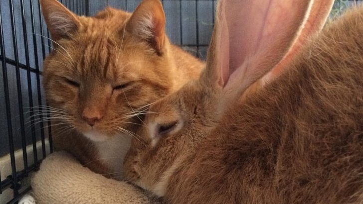 Brothers From Different Mothers: Orange Cat And Wallace The Rabbit Share A Special Connection