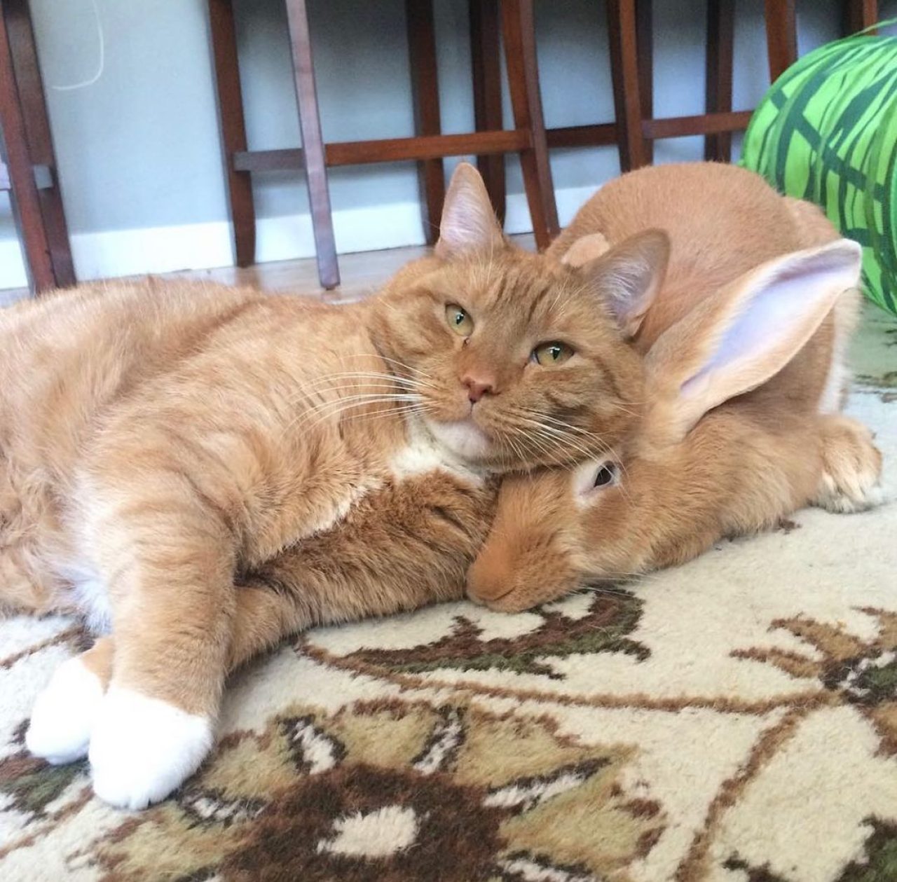 Brothers From Different Mothers: Orange Cat And Wallace The Rabbit Share A Special Connection