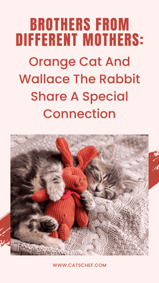 Brothers From Different Mothers: Orange Cat And Wallace The Rabbit Share A Special Connection