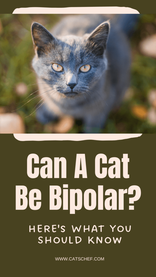 Bir Kedi Bipolar Olabilir mi? İşte Bilmeniz Gerekenler