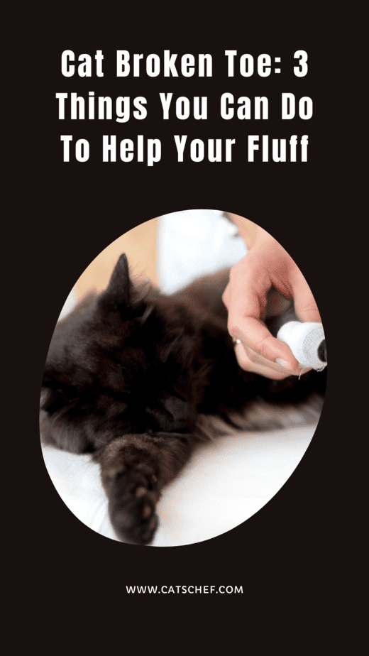 Cat Broken Toe: 3 Things You Can Do To Help Your Fluff