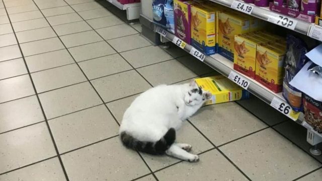 Cat-Life At Its Best: This Cute Kitty Walks Into Tesco To Grab Some Biscuits And Take A Nap