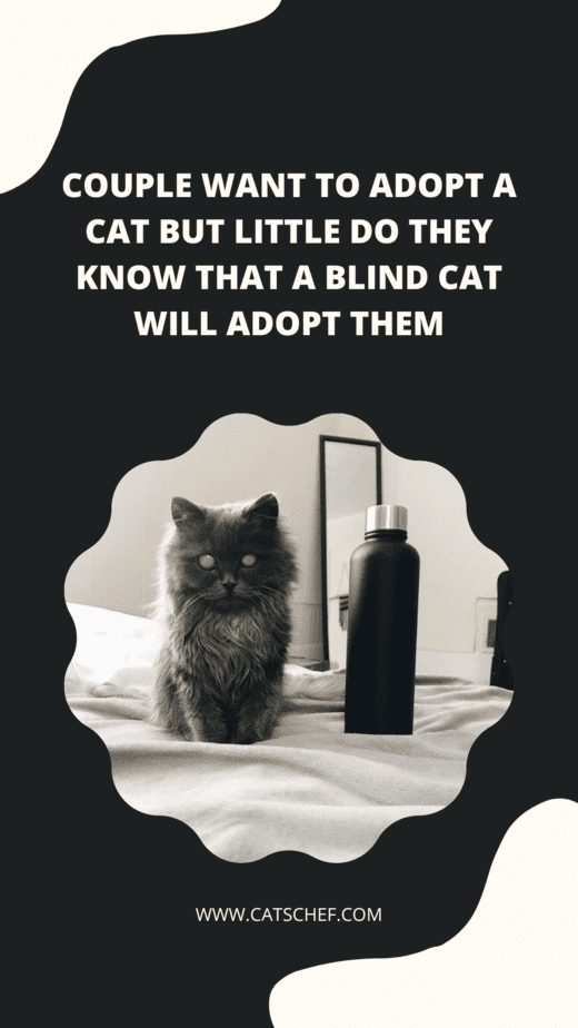 Couple Want To Adopt A Cat But Little Do They Know That A Blind Cat Will Adopt Them