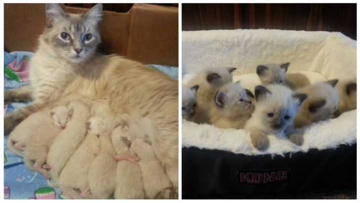 Dikkat Çeken Uyarı: Kurtarılan Bu Kedi Birbirinin Aynı 7 Yavru Kedi Doğurdu