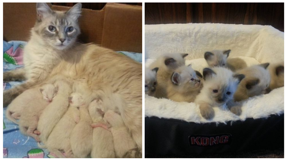 Cuteness Alert: This Rescued Cat Gives Birth To 7 Identical Kittens