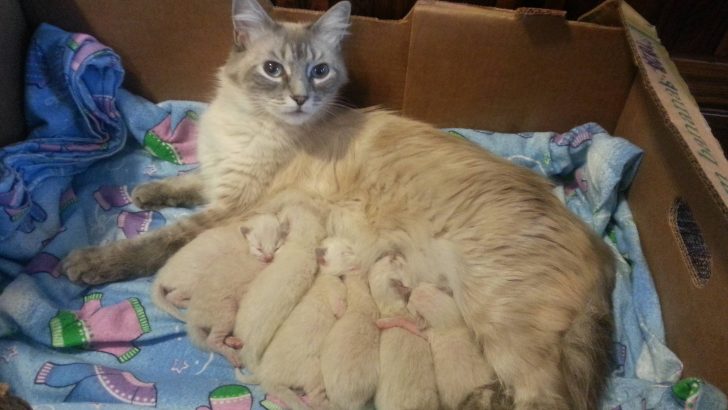 Cuteness Alert: This Rescued Cat Gives Birth To 7 Identical Kittens