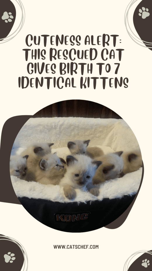 Cuteness Alert: This Rescued Cat Gives Birth To 7 Identical Kittens