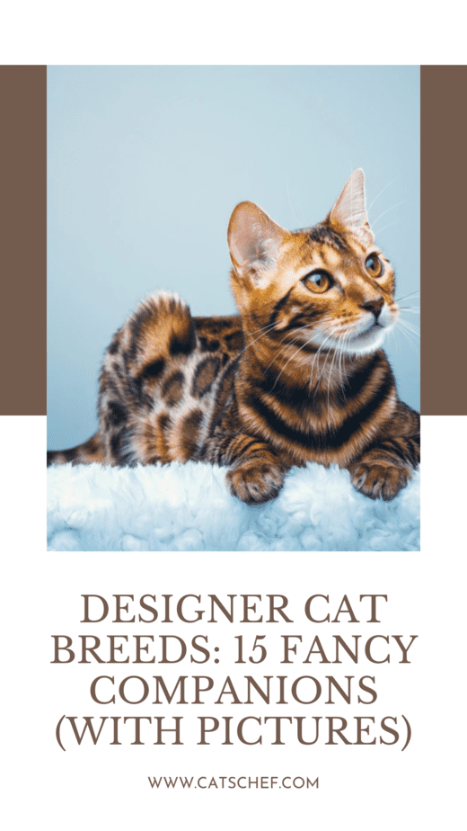 Tasarımcı Kedi Irkları: 15 Süslü Yoldaş (Resimlerle)