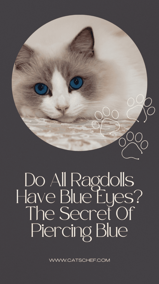 Do All Ragdolls Have Blue Eyes? The Secret Of Piercing Blue