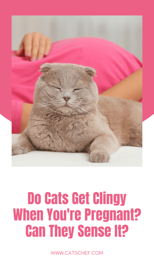 Do Cats Get Clingy When You're Pregnant? Can They Sense It?