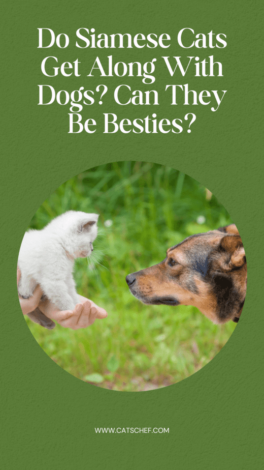 Do Siamese Cats Get Along With Dogs? Can They Be Besties?