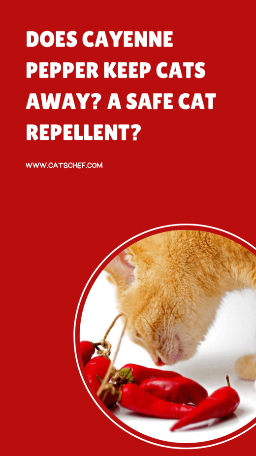 Does Cayenne Pepper Keep Cats Away? A Safe Cat Repellent?