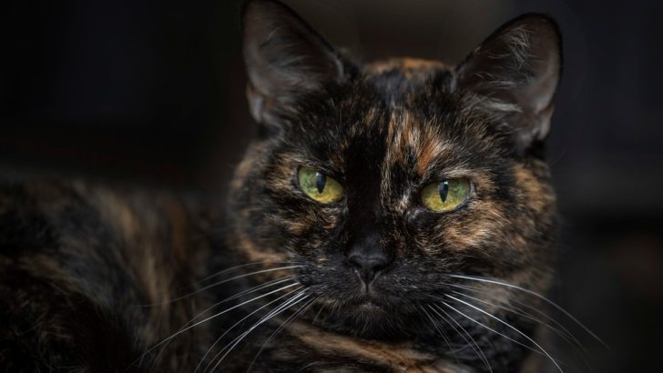 Each Day, A Caring Cat Brings The Same Present To Her Human Companion