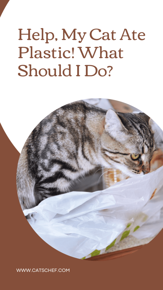 Help, My Cat Ate Plastic! What Should I Do?