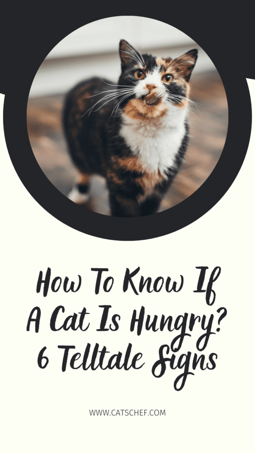 How To Know If A Cat Is Hungry? 6 Telltale Signs