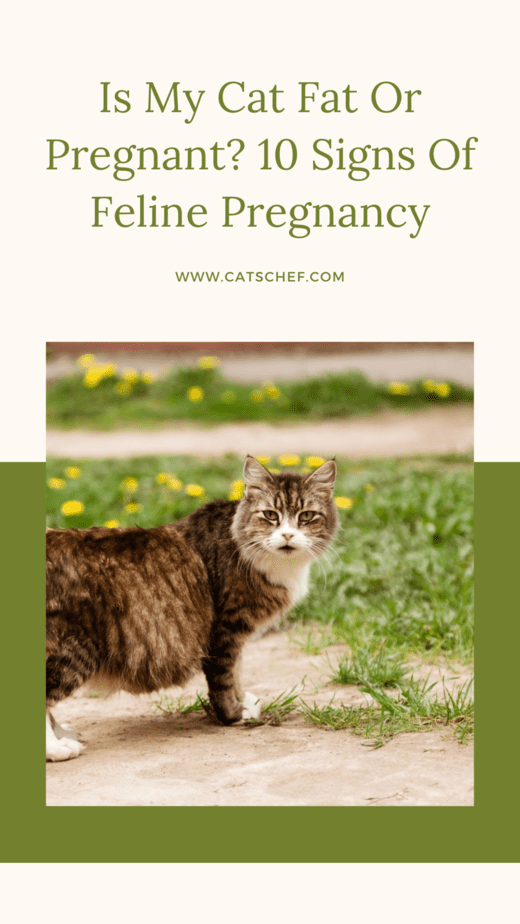 Is My Cat Fat Or Pregnant? 10 Signs Of Feline Pregnancy