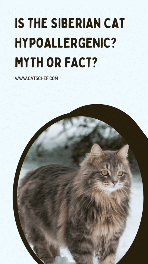 Is The Siberian Cat Hypoallergenic? Myth Or Fact?