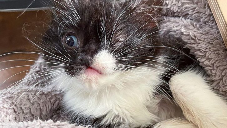 Kitty Appears At This Family’s Driveway And “Winks” At Them To Save Her