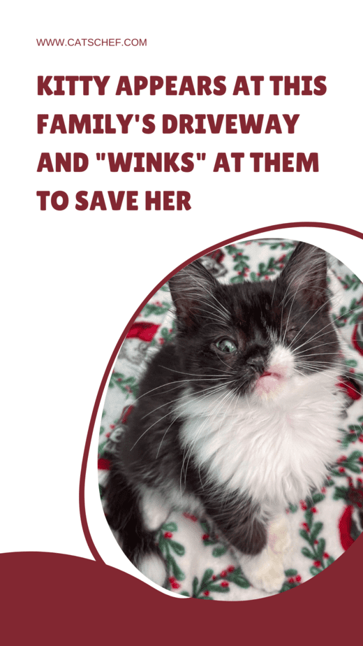 Kitty Appears At This Family's Driveway And "Winks" At Them To Save Her