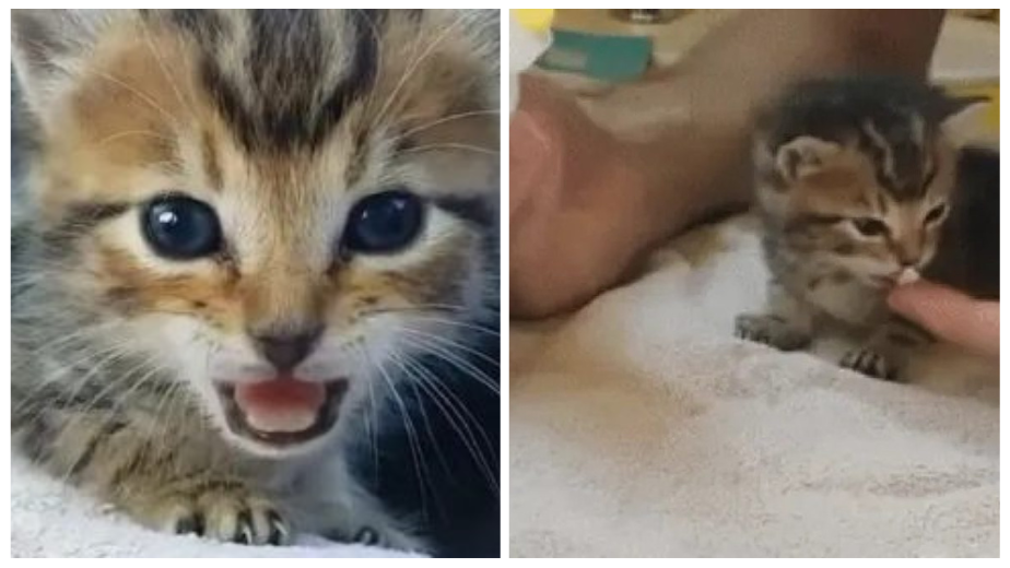 Love Is All We Need: This Stray Kitten Instantly Feels Better After A Few Belly Rubs