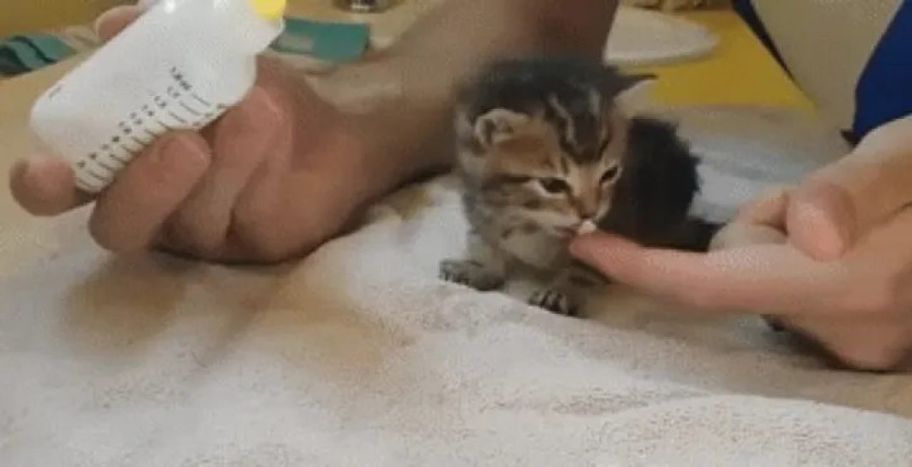 Love Is All We Need: This Stray Kitten Instantly Feels Better After A Few Belly Rubs