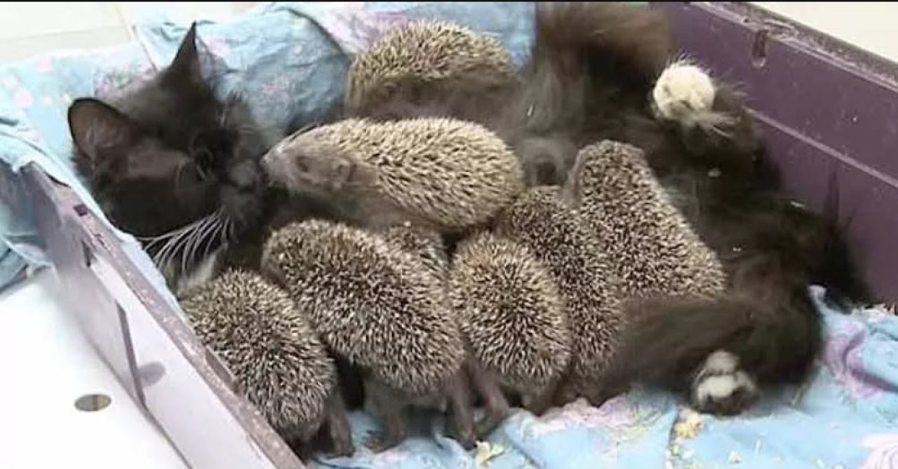 Love Knows No Limits: A Caring Cat "Adopts" Baby Hedgehogs Who Lost Their Parents