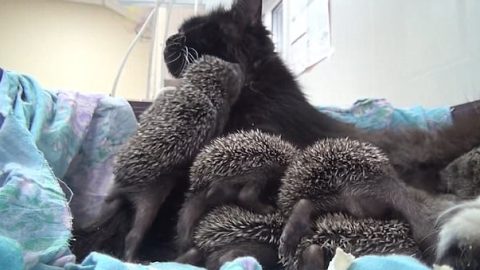 Love Knows No Limits: A Caring Cat “Adopts” Baby Hedgehogs Who Lost Their Parents