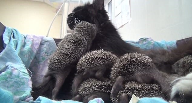 Love Knows No Limits A Caring Cat Adopts Baby Hedgehogs Who Lost Their Parents