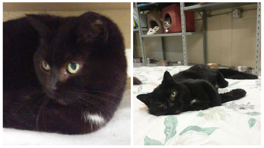 Luna, The 13-Year-Old Cat, Enjoys Her Shelter Life And Acts Like A Big Sister To Other Cats