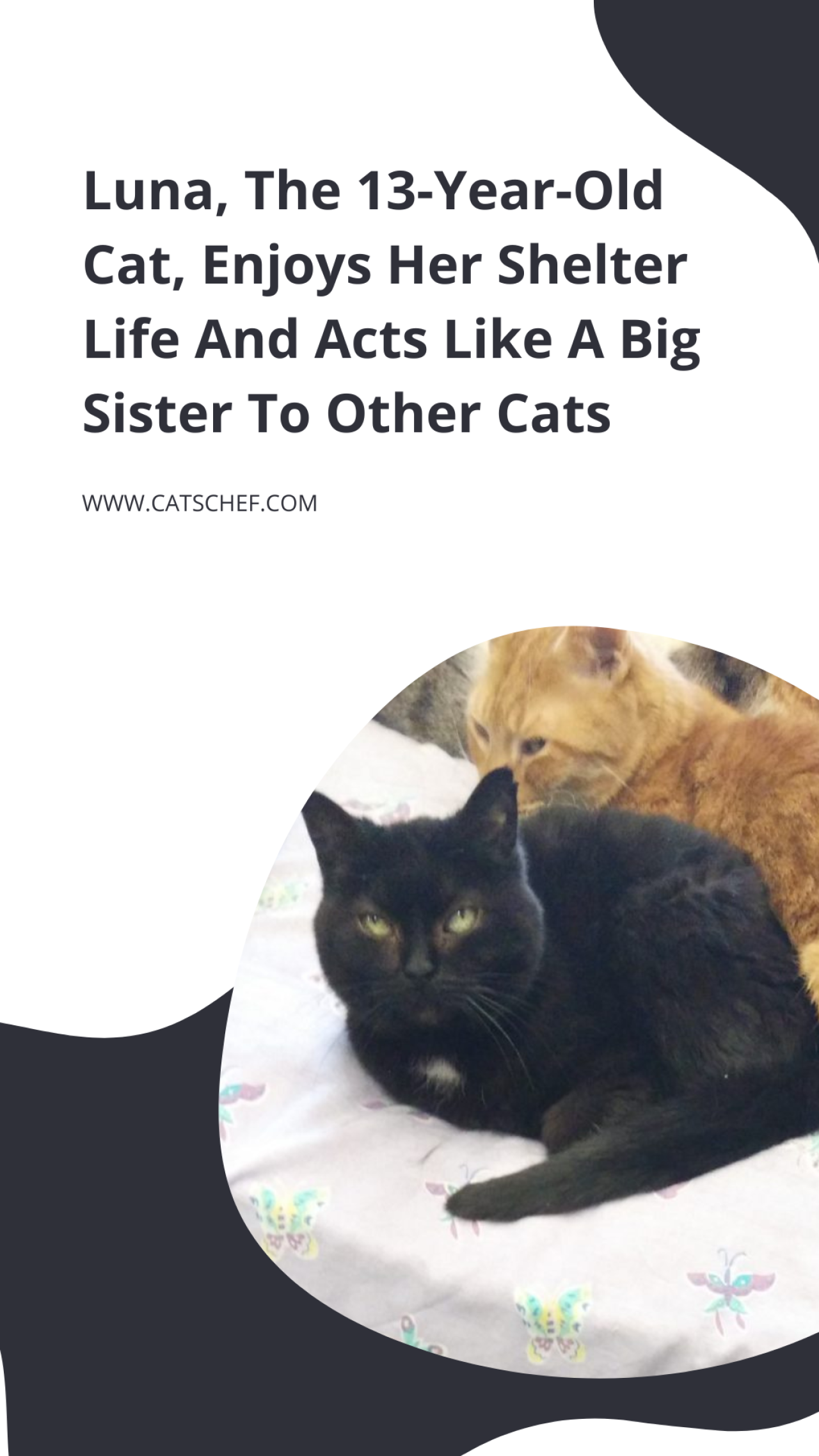 Luna, The 13YearOld Cat, Enjoys Her Shelter Life And Acts Like A Big