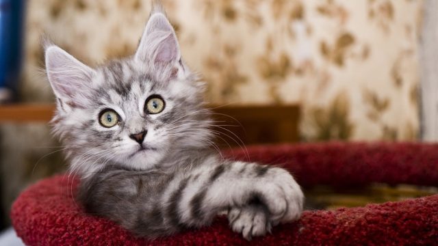 Maine Coon Kittens Meowing Softly: "When We Grow Up, We're Gonna Be Gentle Giants"
