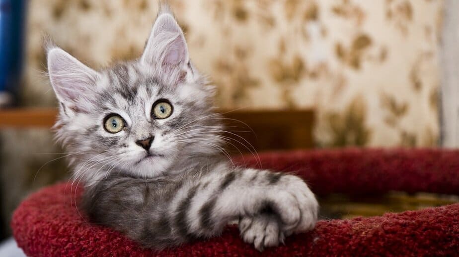 Maine Coon Kittens Meowing Softly: 