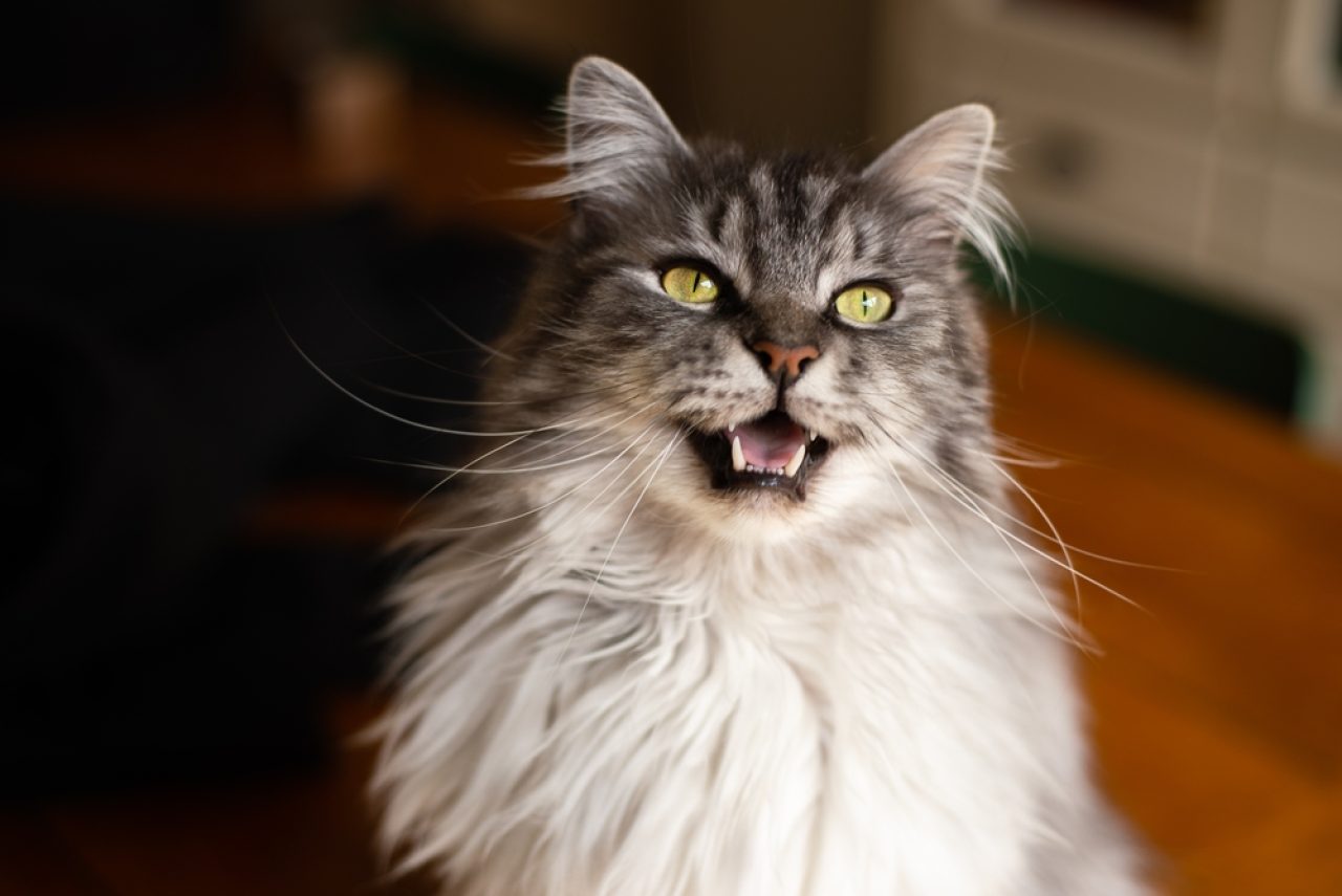 Maine Coon Kittens Meowing Softly: "When We Grow Up, We're Gonna Be Gentle Giants"