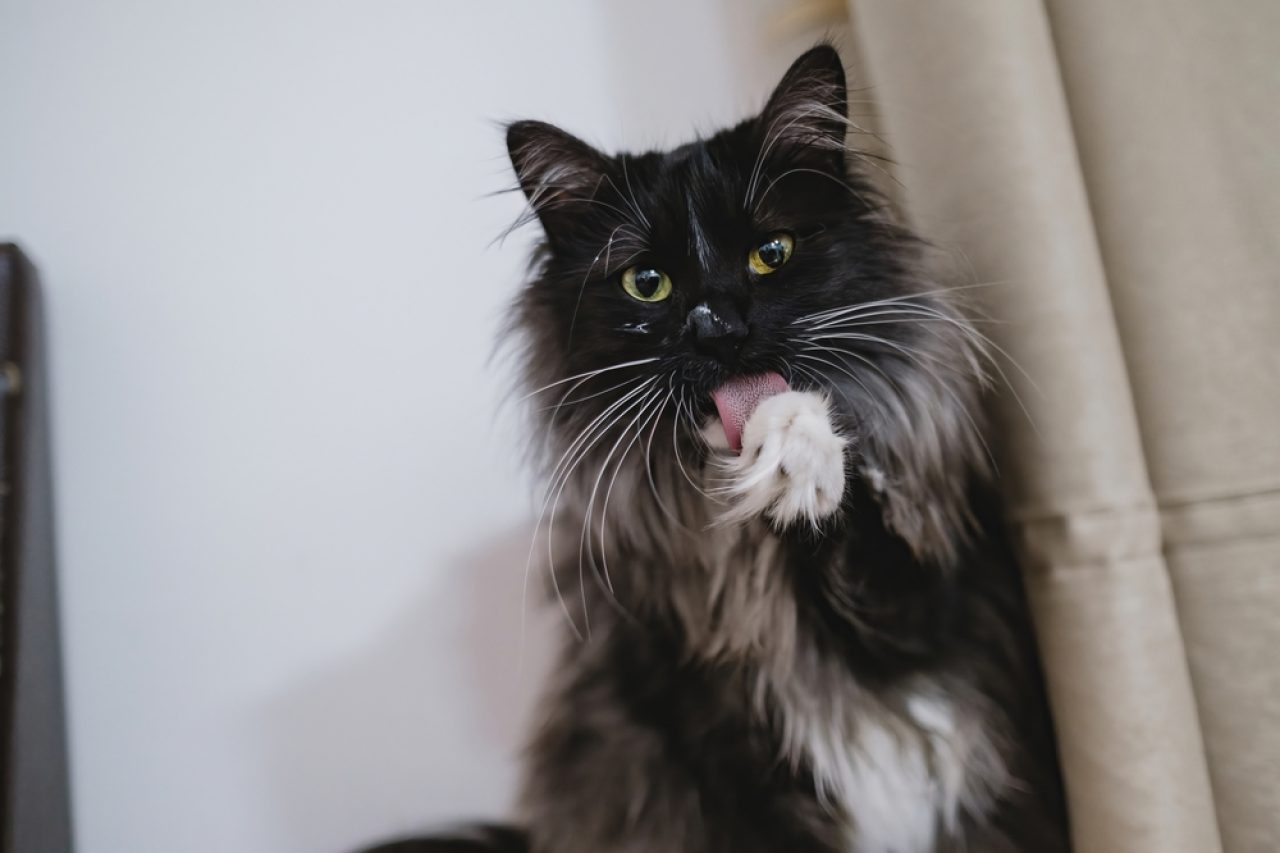 Maine Coon Kittens Meowing Softly: "When We Grow Up, We're Gonna Be Gentle Giants"