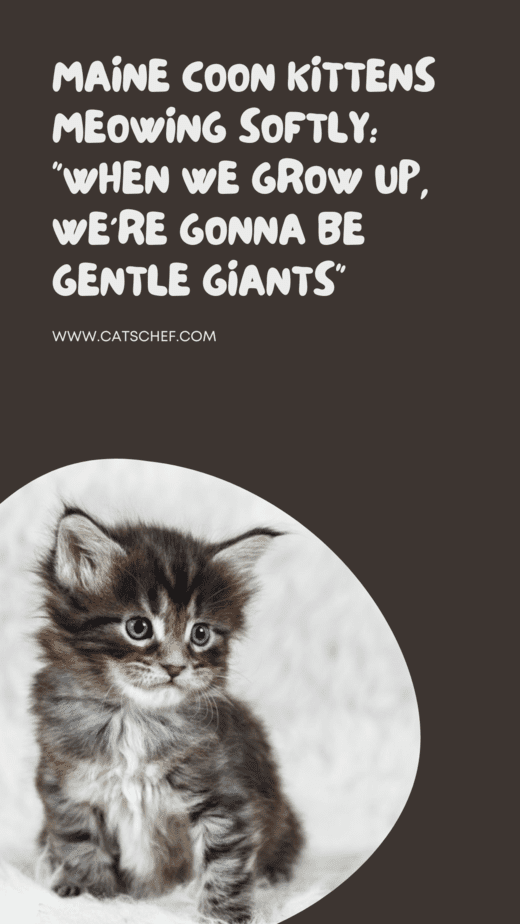 Maine Coon Kittens Meowing Softly: "When We Grow Up, We're Gonna Be Gentle Giants"