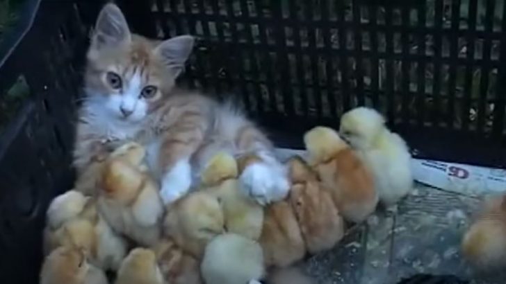 Annelik İçgüdüsü mü Ne: Bu Sevimli Kedi Yavru Civcivlere Kendi Yavrusuymuş Gibi Bakıyor