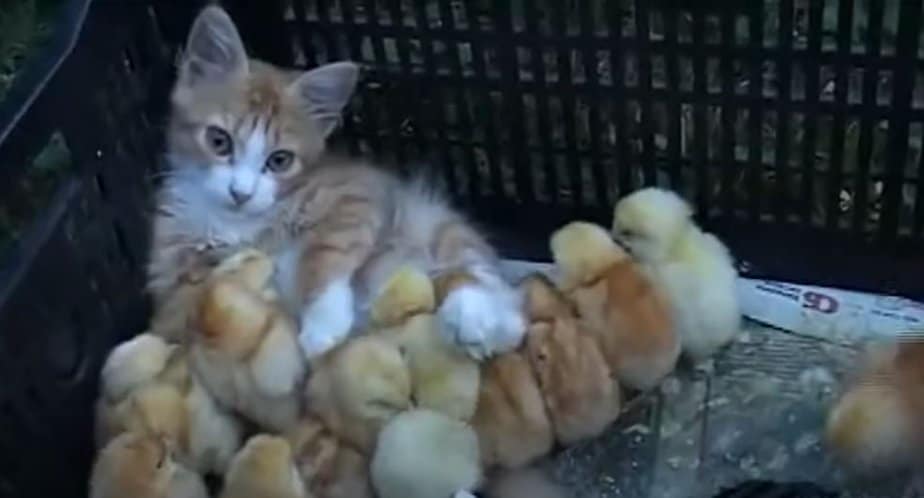 Maternal Instinct Or What This Adorable Cat Takes Care Of Baby Chicks Like They're Her Own