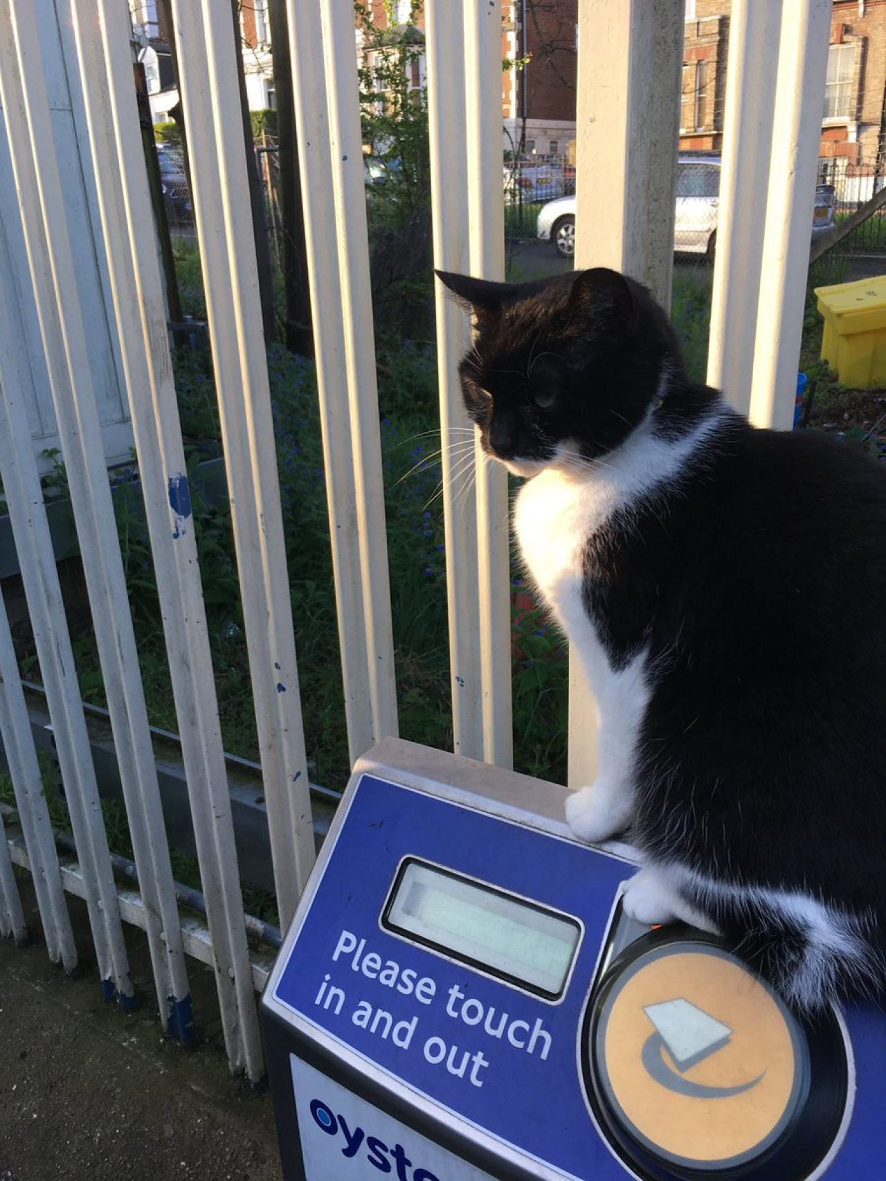 Meowing Hello To Passing Travelers Is This Cat's Favorite Pastime