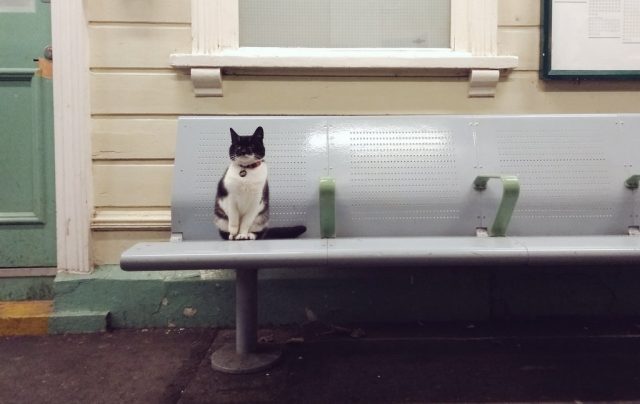 Meowing “Hello” To Passing Travelers Is This Cat’s Favorite Pastime