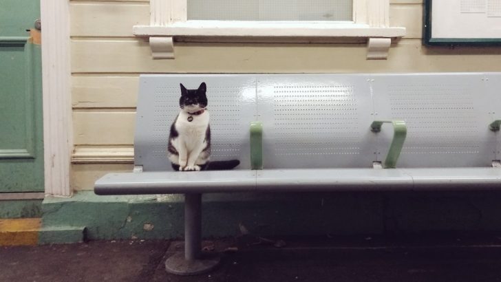 Meowing “Hello” To Passing Travelers Is This Cat’s Favorite Pastime