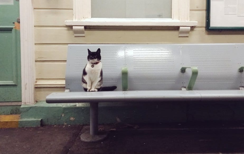 Meowing “Hello” To Passing Travelers Is This Cat’s Favorite Pastime