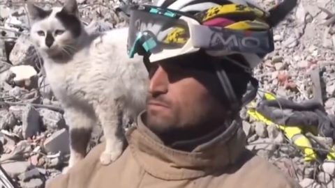 Miracle Cat Saved Under The Rubble In Turkey Refuses To Leave His Rescuer’s Side