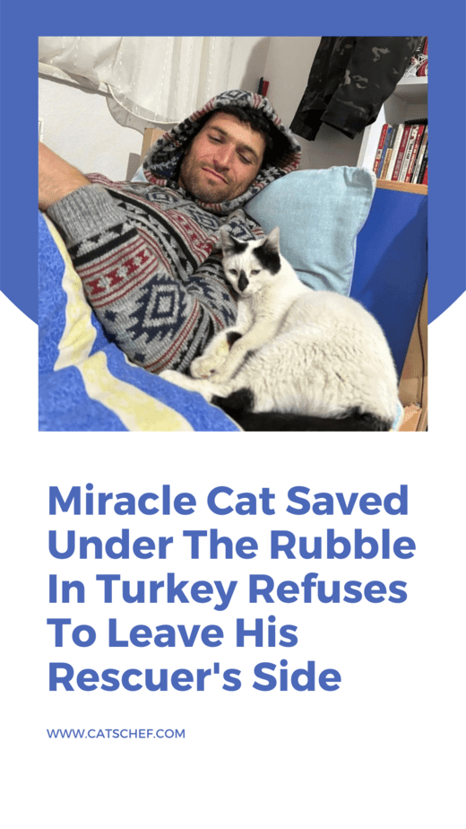 Miracle Cat Saved Under The Rubble In Turkey Refuses To Leave His Rescuer's Side