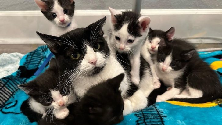 Mother Cat Changes Her Attitude After Realizing Her 6 Kittens Are Finally Safe