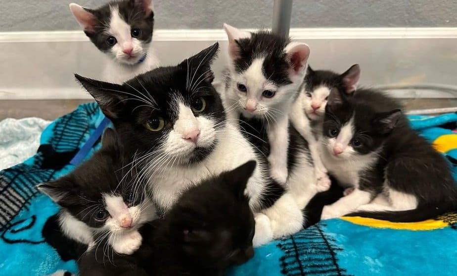 Mother Cat Changes Her Attitude After Realizing Her 6 Kittens Are Finally Safe