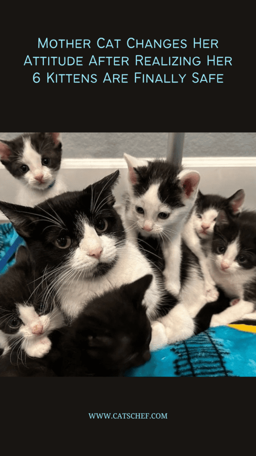 Mother Cat Changes Her Attitude After Realizing Her 6 Kittens Are Finally Safe