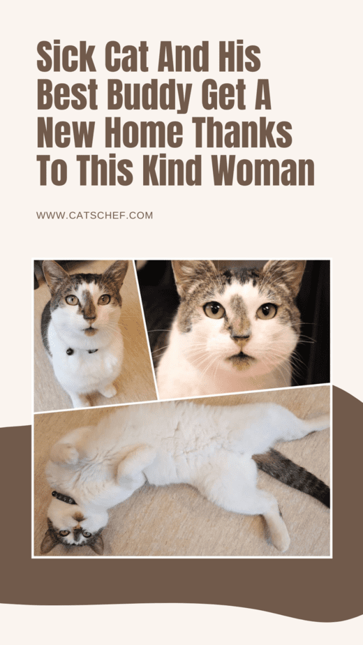 Hasta Kedi ve En İyi Arkadaşı Bu Nazik Kadın Sayesinde Yeni Bir Yuvaya Kavuştu